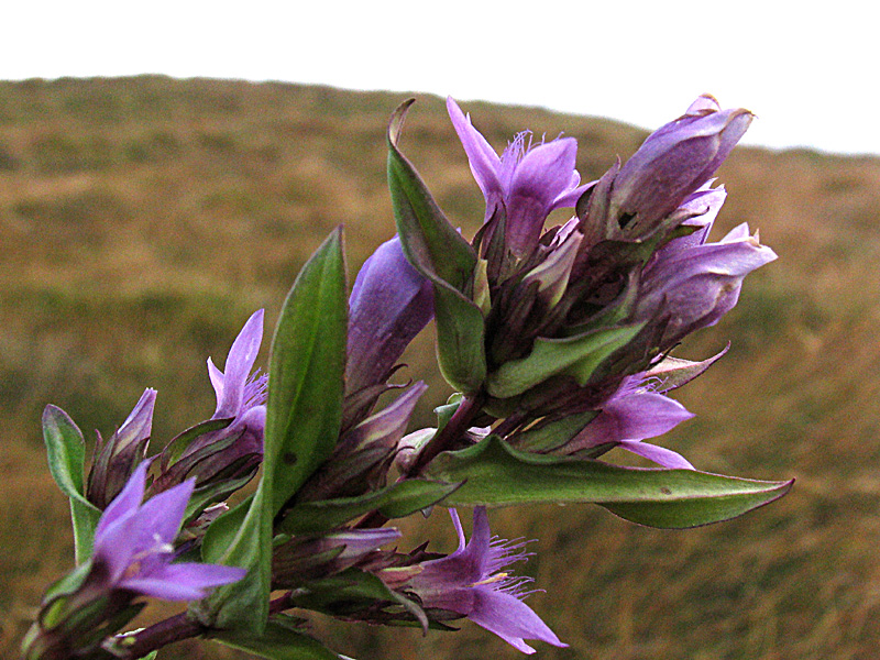 Gentianella engadinensis (W,) Holub /Genzianella d''Engadina